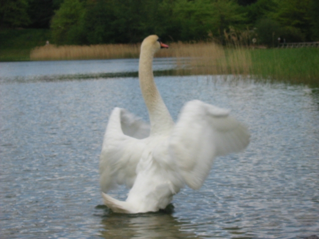 im Britzer Garten