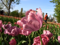 Tulipan im Britzer Garten