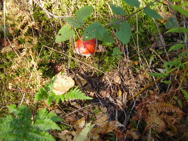 Herbstspaziergang