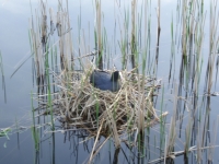 der brÃ¼tende Vogel