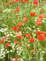 Feldblumen