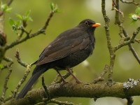 Amsel