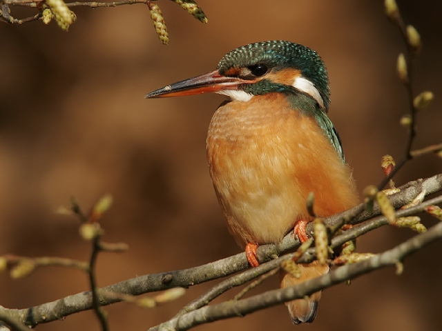 Eisvogel