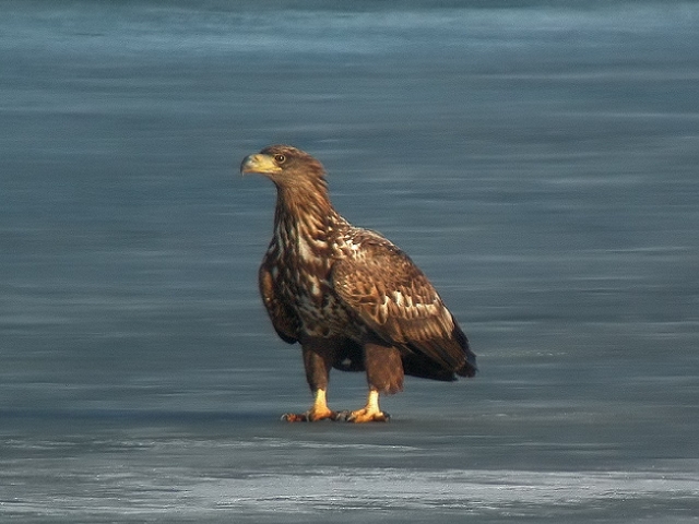 Seeadler