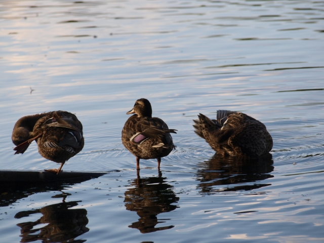 die Werke des Fleisches